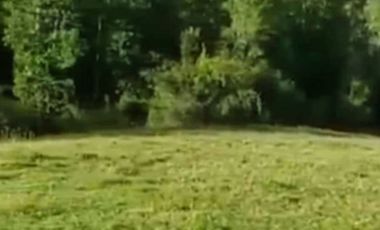 EL MAÑIO CON YERBAS BUENAS LOS MUERMOS