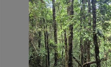 Parcela en Venta en Praderas de Villarrica