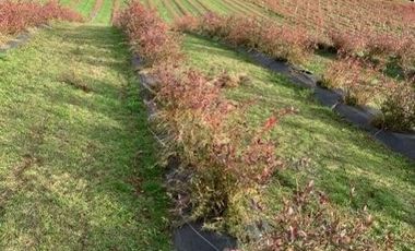Agrícola en Venta en 3 faja, sector Coicoma Pitrufquén, comuna de Villarrica