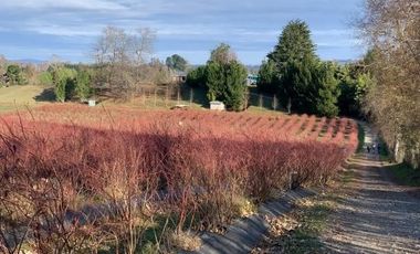 Agrícola en Venta en 3 faja, sector Coicoma Pitrufquén, comuna de Villarrica