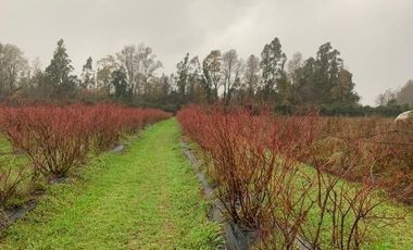 Agrícola en Venta en 3 faja, sector Coicoma Pitrufquén, comuna de Villarrica
