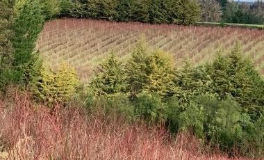 Agrícola en Venta en 3 faja, sector Coicoma Pitrufquén, comuna de Villarrica
