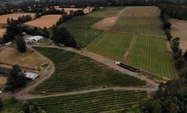 Agrícola en Venta en 3 faja, sector Coicoma Pitrufquén, comuna de Villarrica