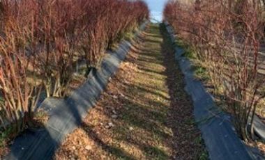 Agrícola en Venta en 3 faja, sector Coicoma Pitrufquén, comuna de Villarrica