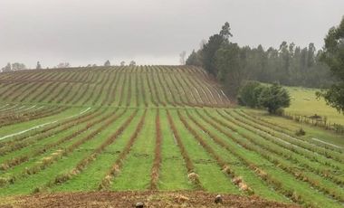 Agrícola en Venta en 3 faja, sector Coicoma Pitrufquén, comuna de Villarrica