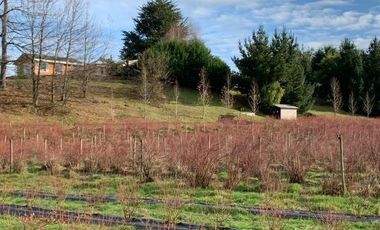 Agrícola en Venta en 3 faja, sector Coicoma Pitrufquén, comuna de Villarrica