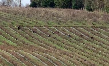 Agrícola en Venta en 3 faja, sector Coicoma Pitrufquén, comuna de Villarrica