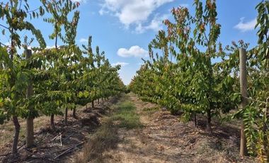 Agrícola en Venta en sector El Durazno, Estación Villa Alegre, comuna de Villa Alegre