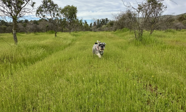 Parcela en Venta en MARCHIGUE