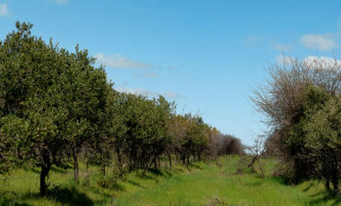 Parcela en Venta en MARCHIGUE