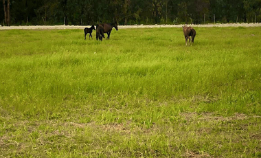 Parcela en Venta en MARCHIGUE