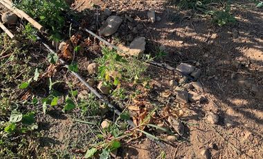 PARCELA CON CASA Y ÁRBOLES FRUTALES 6,63 has