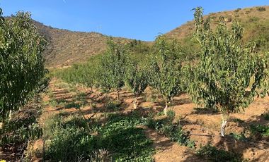 PARCELA CON CASA Y ÁRBOLES FRUTALES 6,63 has