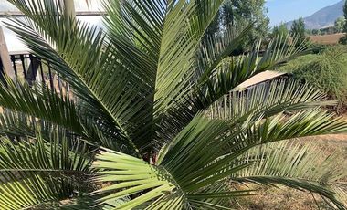 PARCELA CON CASA Y ÁRBOLES FRUTALES 6,63 has