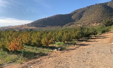 PARCELA CON CASA Y ÁRBOLES FRUTALES 6,63 has