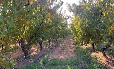 PARCELA CON CASA Y ÁRBOLES FRUTALES 6,63 has