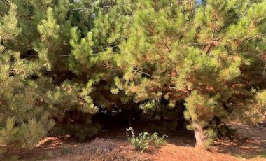 PARCELA CON CASA Y ÁRBOLES FRUTALES 6,63 has