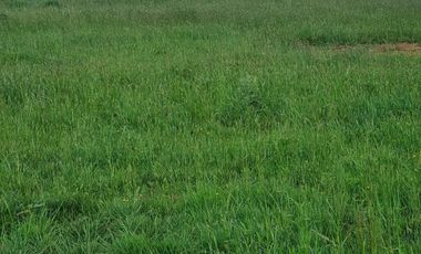 A 15 MINUTOS DE RÍO BUENO