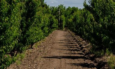 Finca en  Venta en Tunuyán