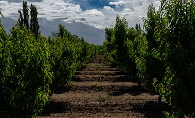 Finca en  Venta en Tunuyán
