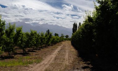 Finca en  Venta en Tunuyán