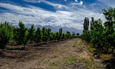 Finca en  Venta en Tunuyán