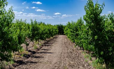 Finca en  Venta en Tunuyán