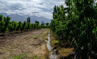 Finca en  Venta en Tunuyán