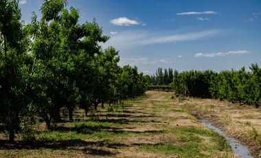 Finca en  Venta en Tunuyán