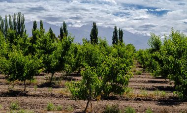 Finca en  Venta en Tunuyán