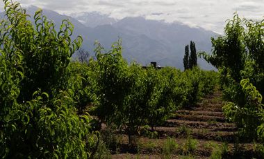 Finca en  Venta en Tunuyán