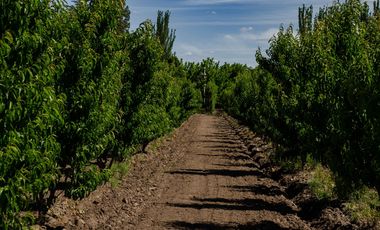 Finca en  Venta en Tunuyán