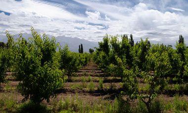 Finca en  Venta en Tunuyán