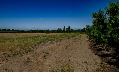 Finca en  Venta en Tunuyán