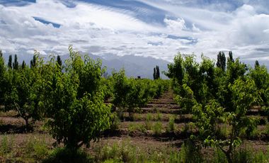Finca en  Venta en Tunuyán