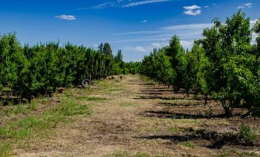 Finca en  Venta en Tunuyán