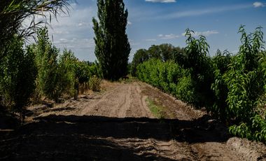 Finca en  Venta en Tunuyán