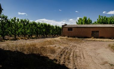 Finca en  Venta en Tunuyán