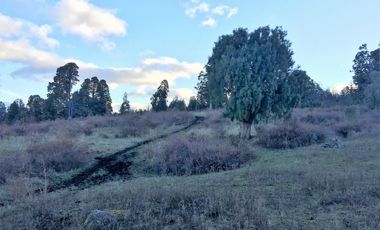 Chacra - Trevelin