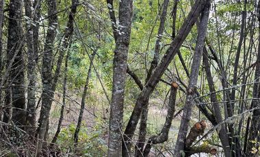 Parcela en Venta en 2,6 hectareas orilla de rio Blanco a solo 30 minutos de rio Negro y 14 minutos de Riachuelo