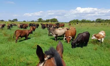 VENTA CAMPO, 400 has, Isla San Javier, Escriturabl