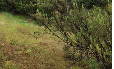 Terreno 5.000 m², Nilahue Alto, acceso pavimentado