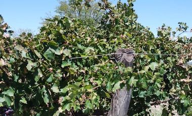 Finca en venta en San Martin