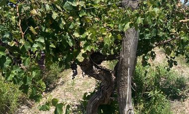 Finca en venta en San Martin