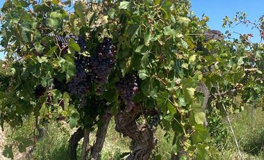 Finca en Monte Caseros