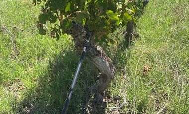 Finca en Monte Caseros