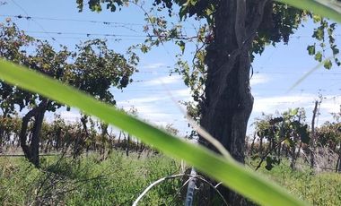 Finca en Monte Caseros