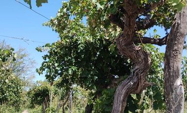 Finca en Monte Caseros