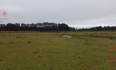 Quinta - Federacion