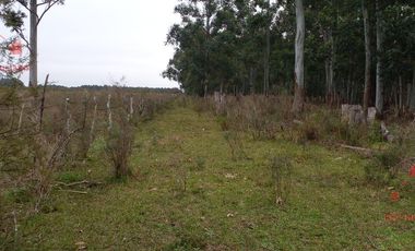 Quinta - Federacion
